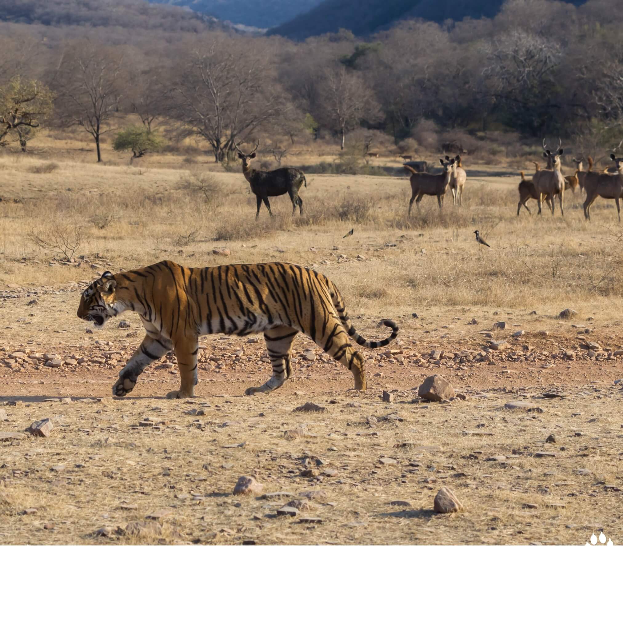 Golden Triangle with Ranthambore